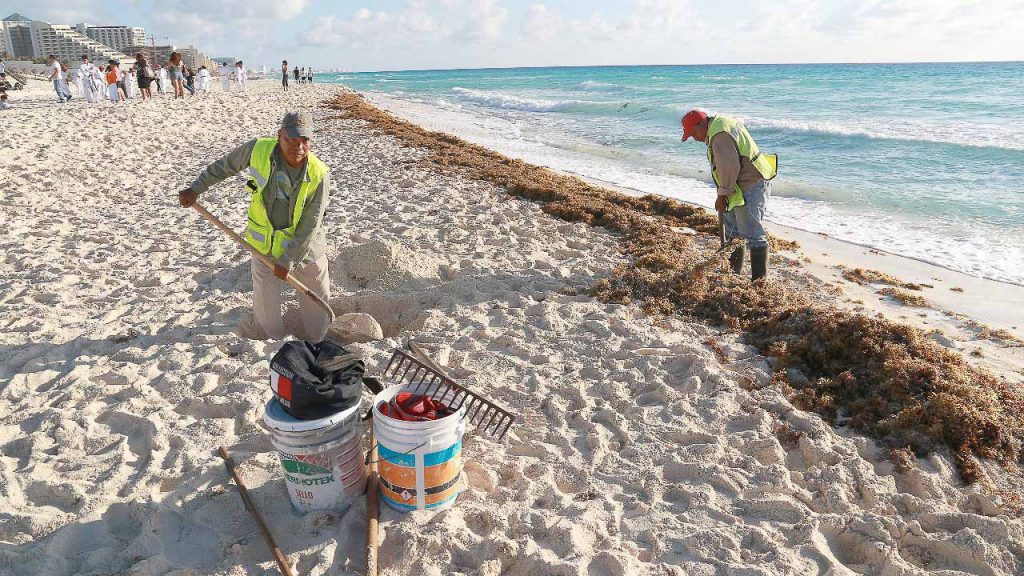 Sargazo amenaza a Quintana Roo